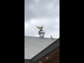 Linnut säätää jotain katolla
