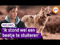 Sem (12) 'schiet' eindelijk de Veluwse wolf