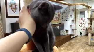 preview picture of video 'Sikppang; adoptable cat at Fairy Tail Cat Cafe'