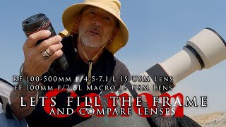 Canon R7 - Lets film the frame and compare sharpness - EF 100mm L Macro Lens & RF 100-500mm  L Lens
