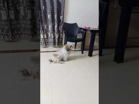 My dog steals Jackfruit when nobody is around.