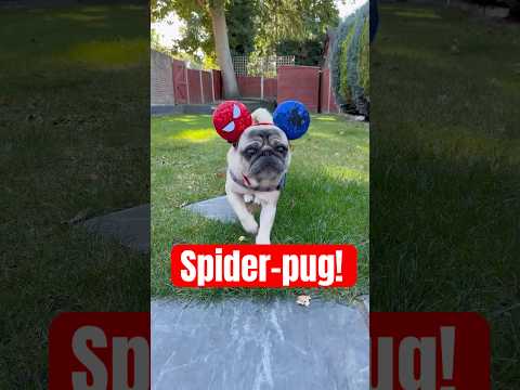 The REAL Spider-pug! 🤣 #bestie #pugs #dogs #cutedog