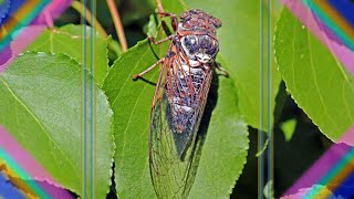 Nils Lofgren - Cry Tough