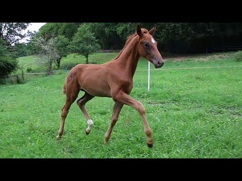 Macaron *23.04.2019* colt by Marc Cain- Donnerball- Sunny-Boy