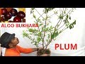 How to grow aloo bukhara? Plum tree grow and care, Part 1