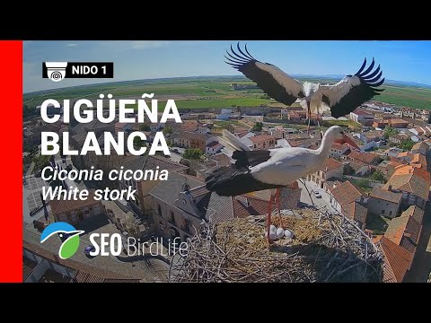 Madrigal de las Altas Torres live webcam