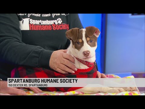 Pet of the Week: Romeo - YouTube