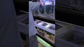 Download lagu aquarium hobby #aquarium #aquascapegallery #fish #aquascapelowtech #aquascape #aquariumfish mp3