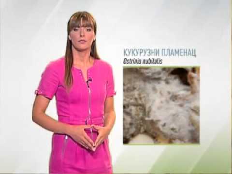 Zelena prognoza, 22.7.2015. - O kukuruznom plamencu