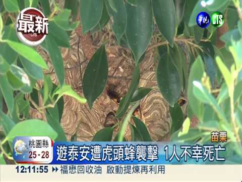 遊泰安遭虎頭蜂襲擊 1人不幸死亡