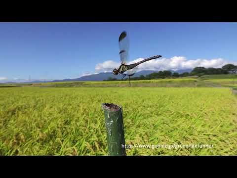 アカトンボの止まりかた