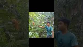 Download lagu mikat burung walik kembang mp3