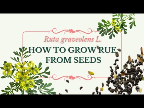 HOW TO GROW RUE FROM SEEDS | TIME LAPSE | TIPS & TRICKS | FIRST TIME IN PHILIPPINES 100% SUCCESS