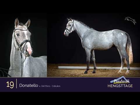 Ponyforum Hengsttage Nr. 19 DONATELLO * 2018 v. Del Piero