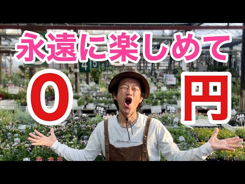 ミーリーセージは一年草として栽培されています