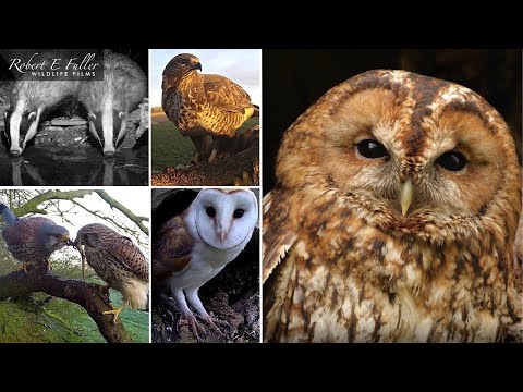 Barn Owls UK