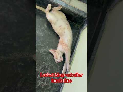 Lazy mom-cat after lunch