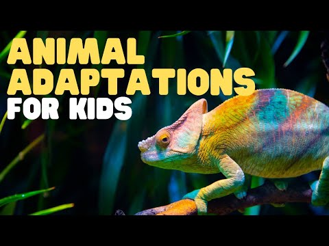YouTube video about Discover More Content by Exploring Different Categories