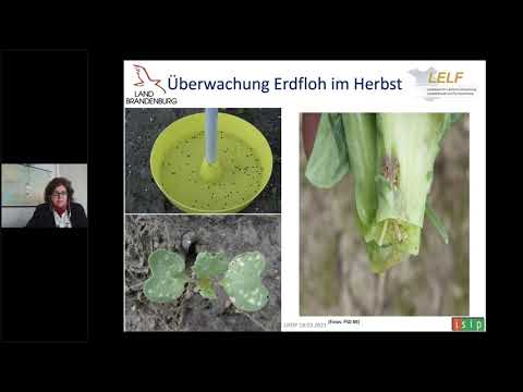 Stefania Kupfer (LELF): "Herbstschädlinge I: Rapserdfloh, Kleine Kohlfliege; Insektizide Beizung"