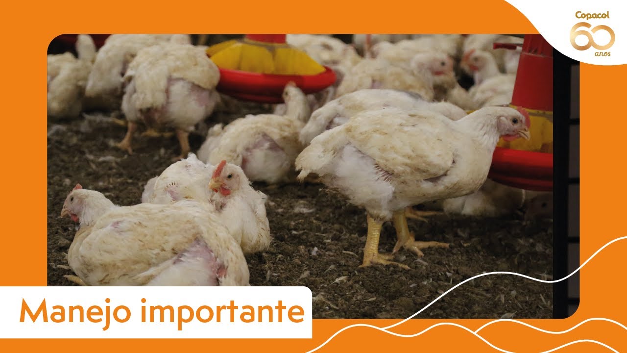 Saiba os cuidados para evitar calo de pata nas aves