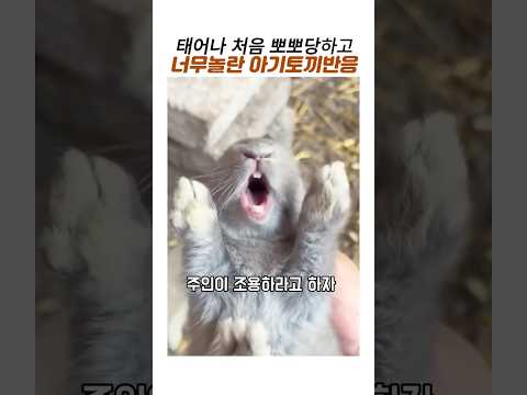 아기토끼에게 뽀뽀를 했더니