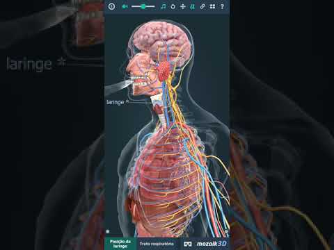 Anatomia da Fonação: Produção da Voz - FONOVIM - Profa Viviane Marques