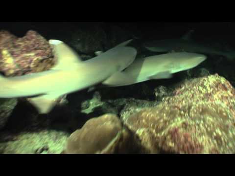 cocos island night dive with white tip reef sharks and jacks stalking and attacking prey hd