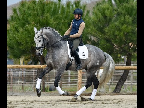 SULTAN DE SUSAETA- SPANISH STALLION - YEGUADA SUSAETA - MADRID
