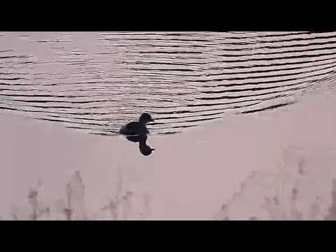 Djuma: Little Grebe juvenile - 06:50 - 08/21/20