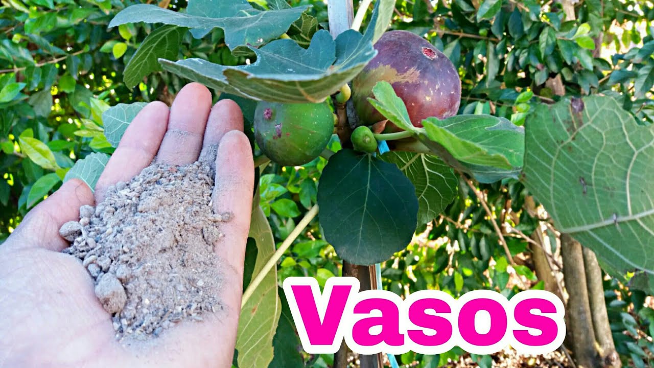 Watch Now Esse adubo faz qualquer frutífera em vaso produzir !! Esse adubo faz qualquer frutífera em vaso produzir !!