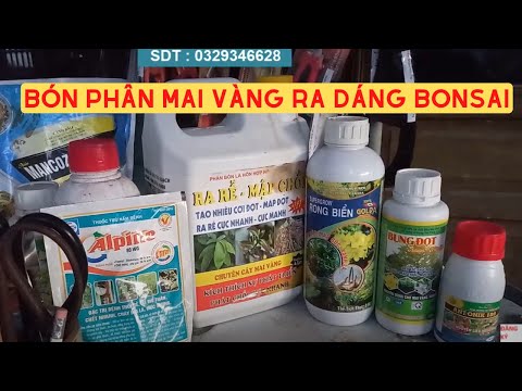 Mai Vàng Nhanh Ra Dáng Bonsai Nhờ Bộ Phân - Tinh bonsai