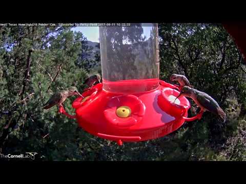 Adult Female Anna's Hummingbird Alights On Left Side Of Feeder – Sept. 11, 2017