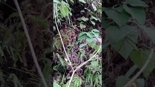 Download lagu mikat di hutan di serbu burung kolibri wulung dan burcil lain nya mp3