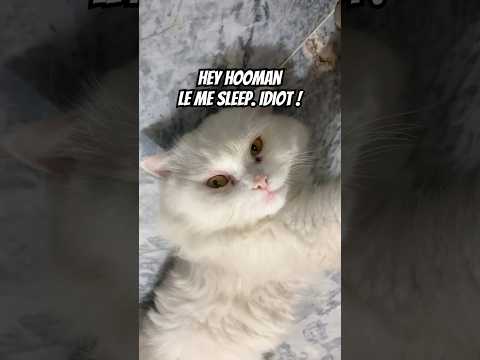 Funny cat sleeping in funny pose |#trending #youtubeshorts #viral#cats #funnycats #cutecats #cats