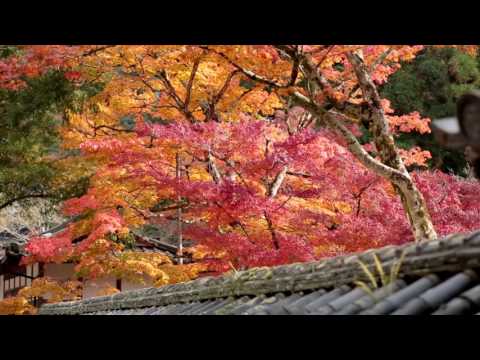 佛通寺　紅葉・ライトアップ | Buttsuji Temple Autumn leaves & Light up