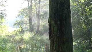 preview picture of video 'Parujące drzewo w Truskawiu w Puszczy Kampinoskiej'