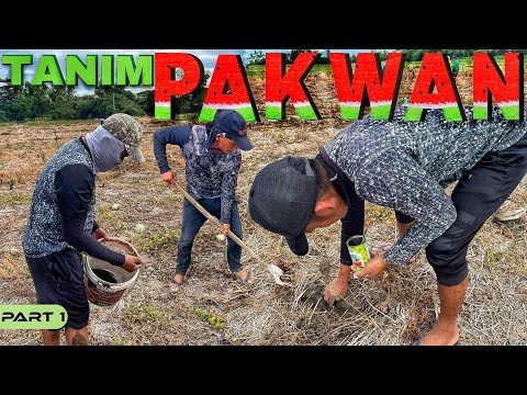 EP893-P1 - Muling Pagtatanim ng Pakwan