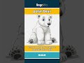 polar bear - a large white bear that liv... video thumbnail