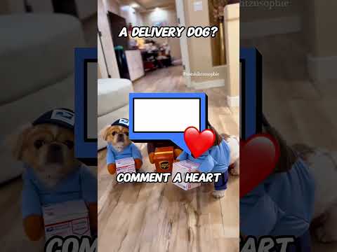 The Elevator Moment Nobody Expected 🚨🐕😳