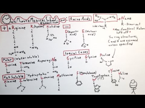 The 20 Amino Acids - One Minute Medical School