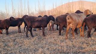 look what these little sheep are doing. 02