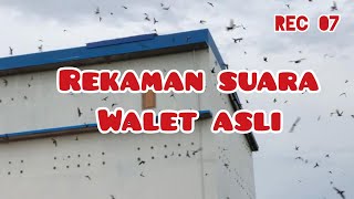 Download lagu Rekaman suara WALET ASLI dalam RBW | REC 07 mp3