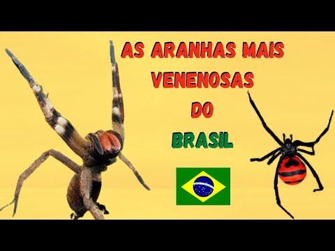ESSAS ARANHAS SÃO PERIGOSAS? VEJA AS ARANHAS ARMADEIRA, VIÚVA-NEGRA, ARANHA-MARROM E OUTRAS!