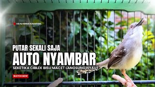 Download lagu suara burung CIBLEK GACOR NGEBREN Pancingan Ciblek Semi bahan jadikan ciblek kristal gacor Tarung mp3