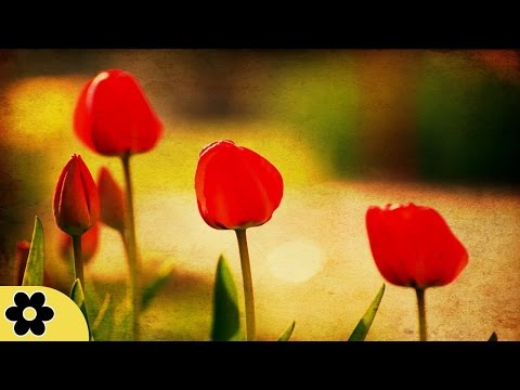 Meditation, Zen Music, Relaxation Music, Chakra, Relaxing Music for Stress Relief, Relax, ✿3149C