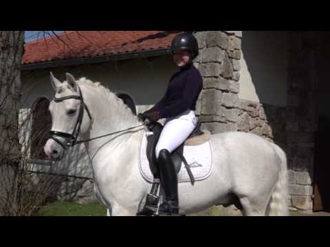 MASSIMILIANO 13j. Schimmelhengst v. Montgomery - Brillant