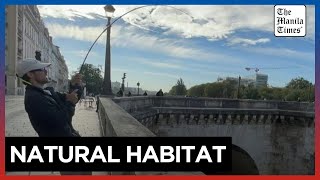 Fish return to the Seine as water quality improves