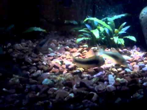 Coridoras en la oscuridad / corydoras in the dark