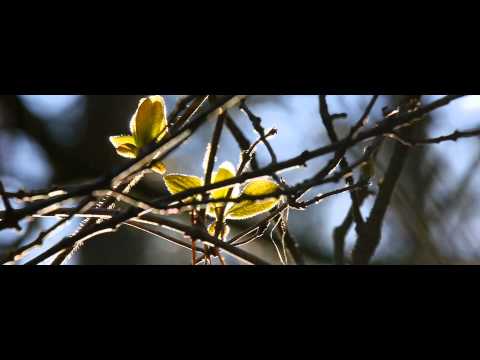 Feueralarm im Wald - Fire alarm in the forest (Kurzfilm/Shortfilm)