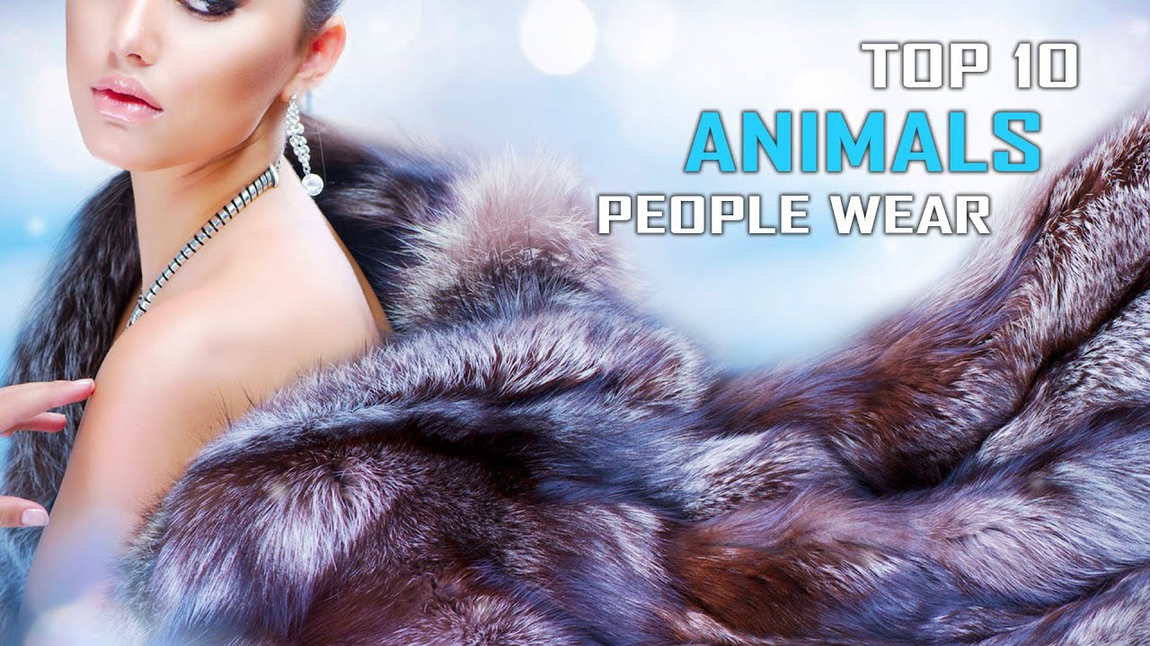 Top 10 Animals People Wear